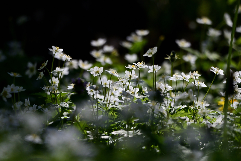 浮ぶニリンソウ