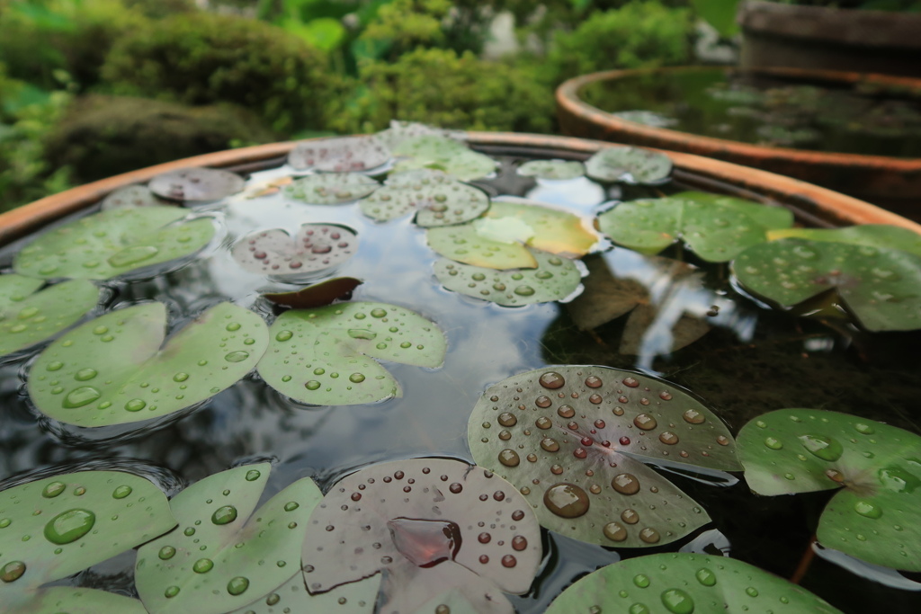 雨上がり