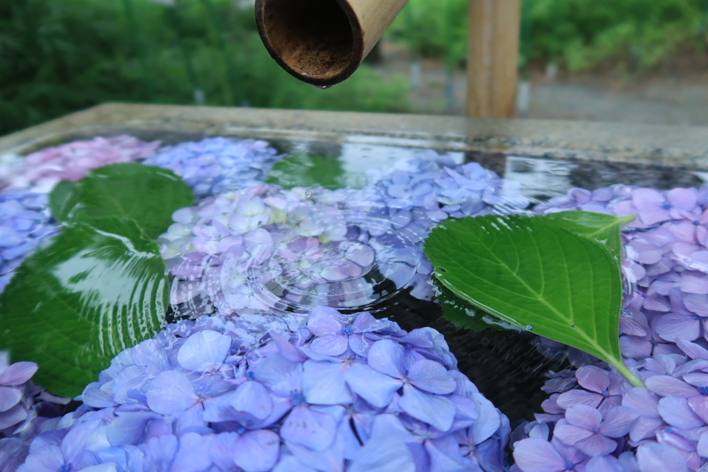 紫陽花の花手水