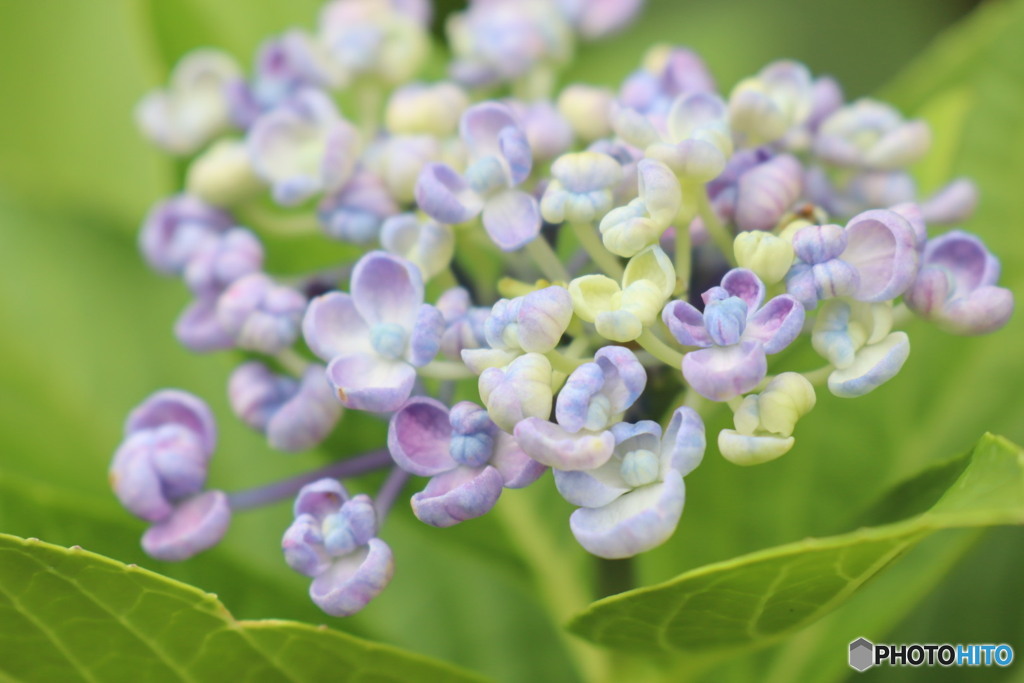 初心なおたふくちゃん