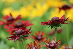 ビタミンカラー