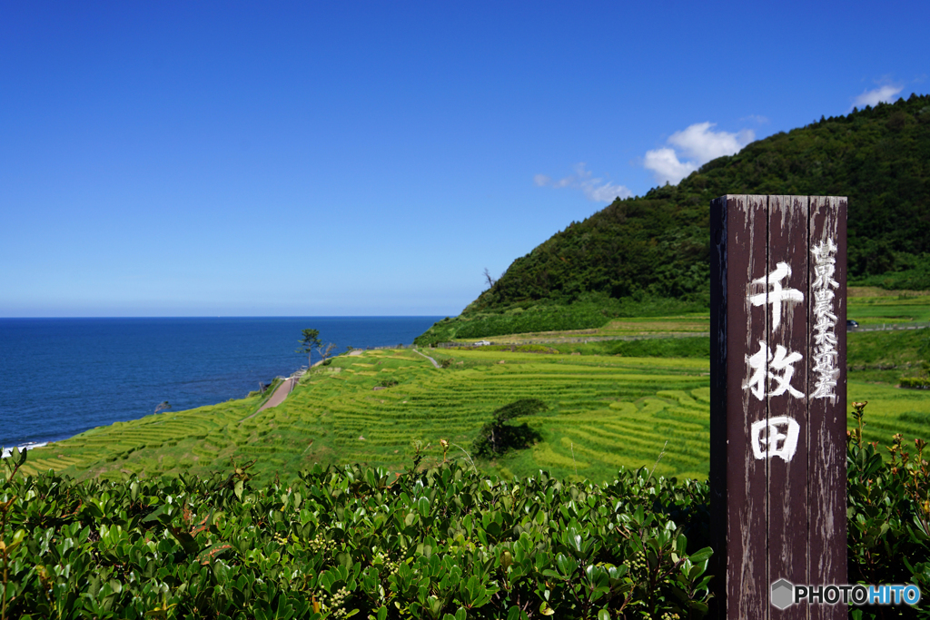 千枚田