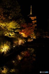 東寺ライトアップ