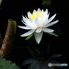睡蓮