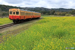 小湊鉄道　菜の花