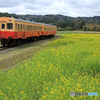 小湊鉄道　菜の花