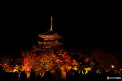 東寺ライトアップ