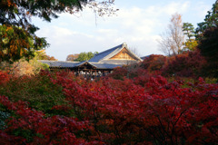 東福寺　紅葉