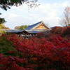 東福寺　紅葉