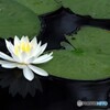 睡蓮