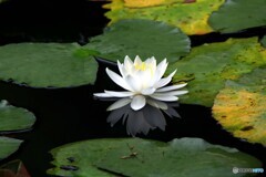 睡蓮