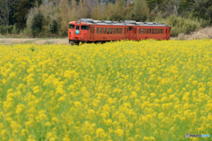 小湊鉄道　菜の花