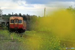 小湊鉄道　菜の花