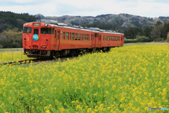 小湊鉄道　菜の花