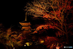 東寺ライトアップ