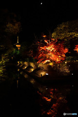 東寺ライトアップ