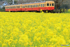 小湊鉄道　菜の花