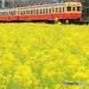 小湊鉄道　菜の花