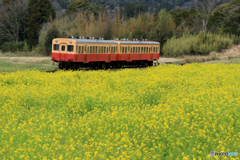 小湊鉄道　菜の花