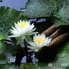 睡蓮