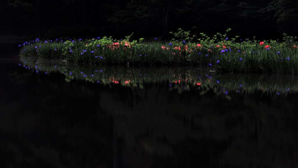 平池の初夏の水辺　５