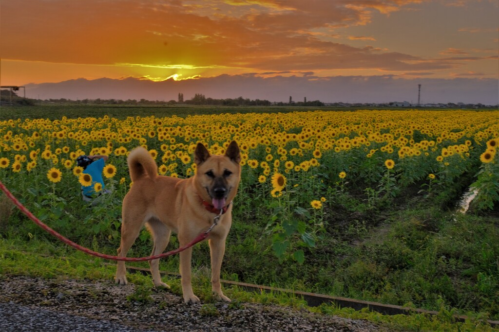 夕景散歩犬