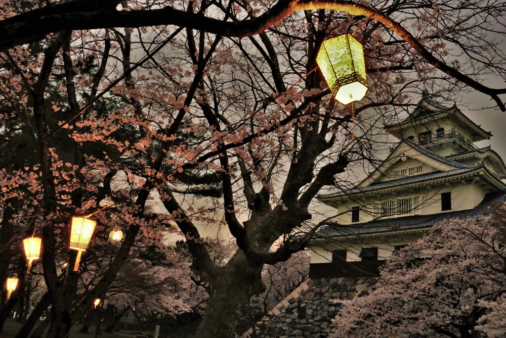長浜豊公園桜景　５