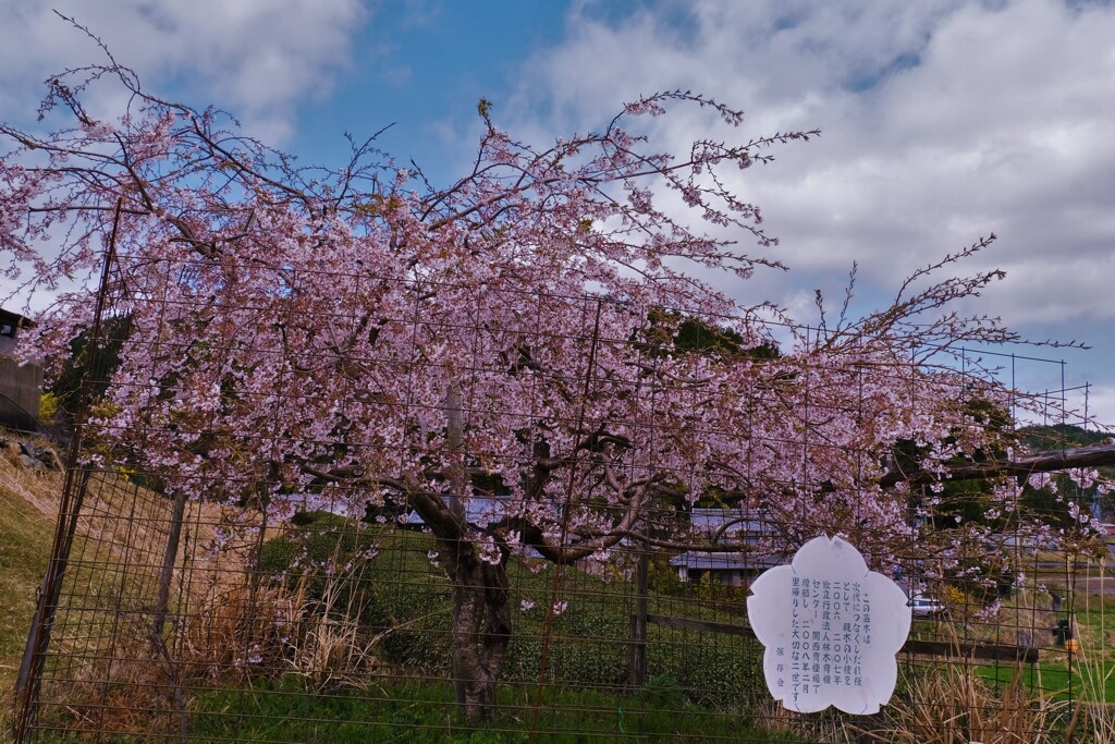 畑のしだれ桜二世