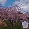 畑のしだれ桜二世