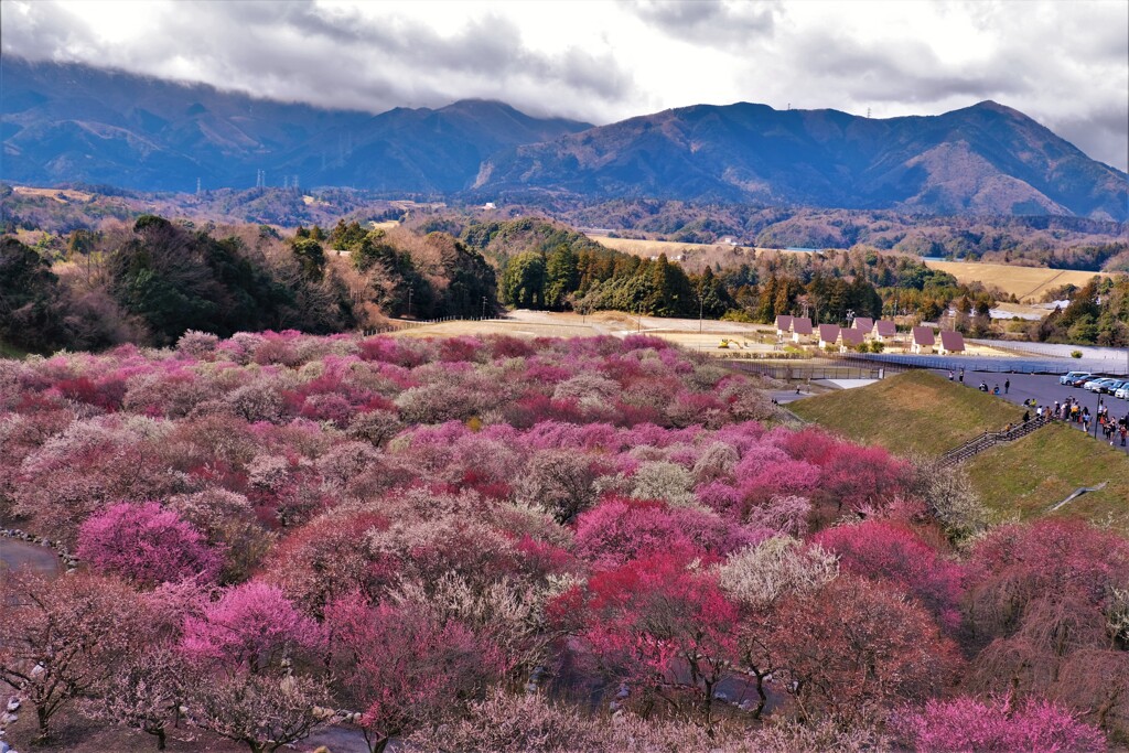 いなべ市梅林公園　１