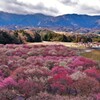 いなべ市梅林公園　１