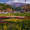 山里のチューリップ畑　2-2