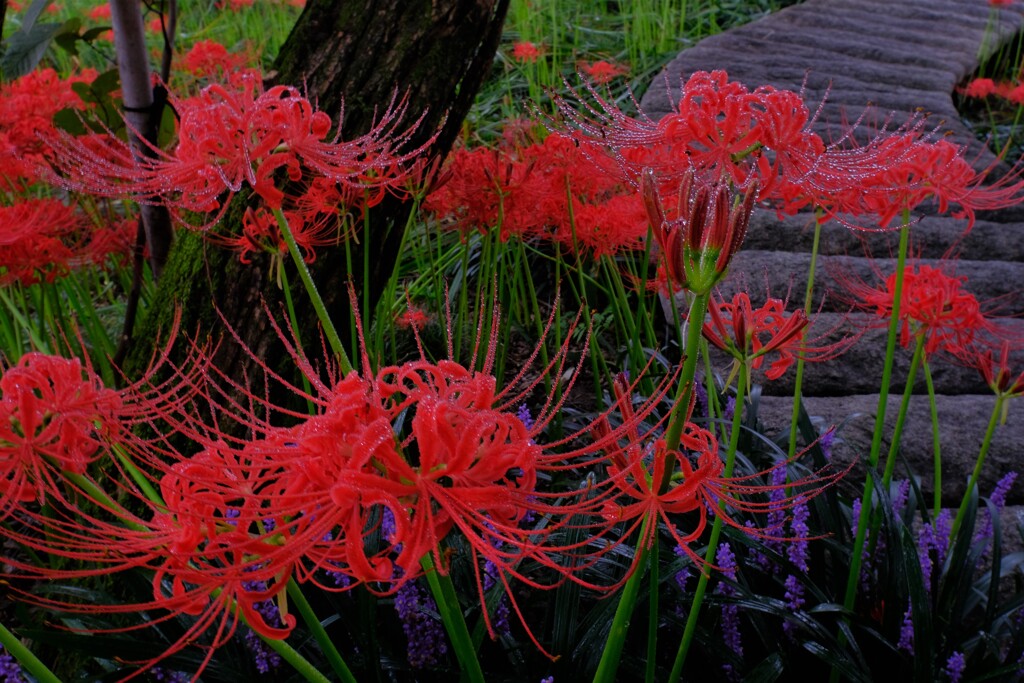 彼岸花小路　３