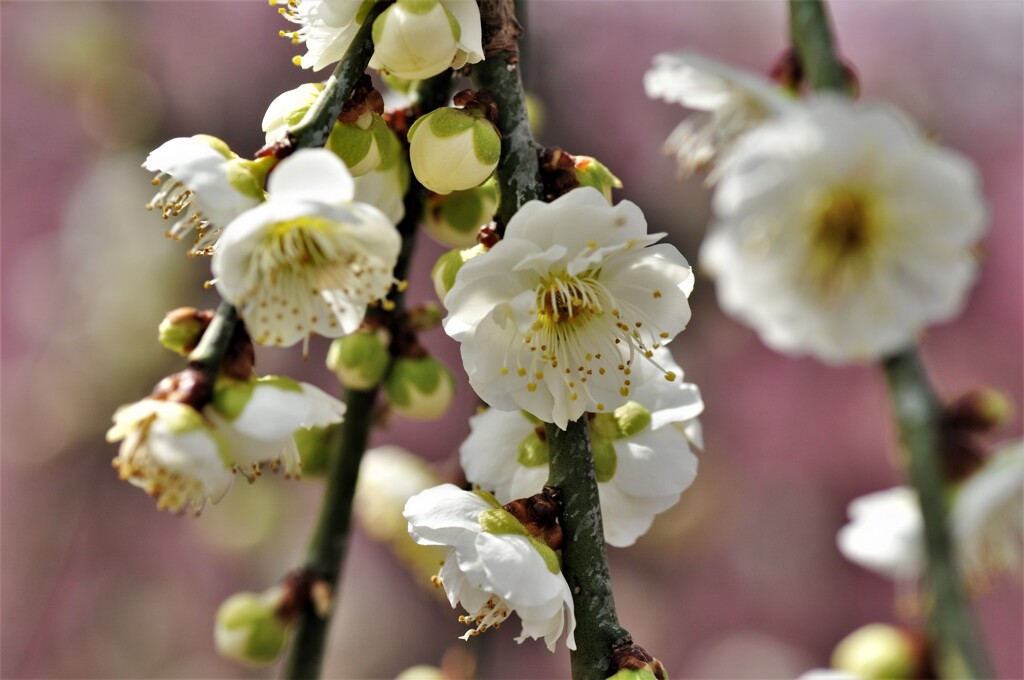 いなべ市梅林公園　７