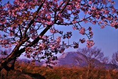 湖国春呼ぶ河津桜