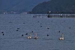 琵琶湖に冬の使者コハクチョウ　４-３