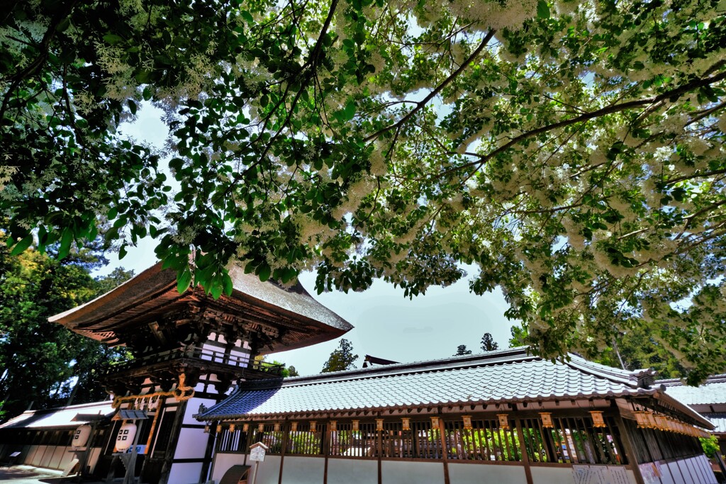 沙沙貴神社なんじゃもんじゃ　３