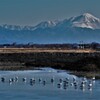 コハクチョウの避寒地