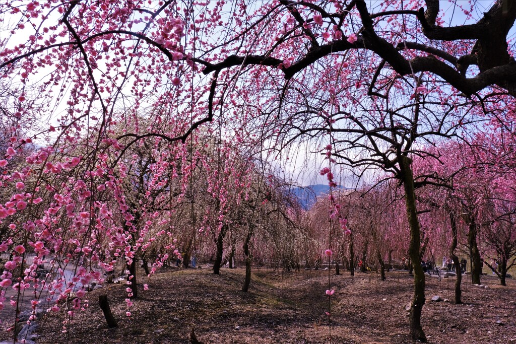 いなべ市梅林公園　１３