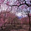 いなべ市梅林公園　１３