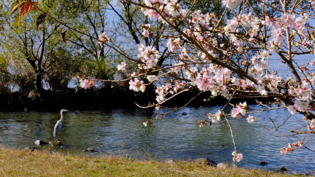 小春日和の湖辺