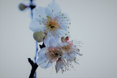 白梅