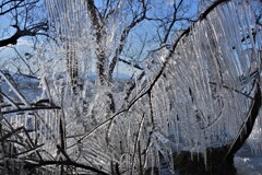 湖辺の氷柱　３