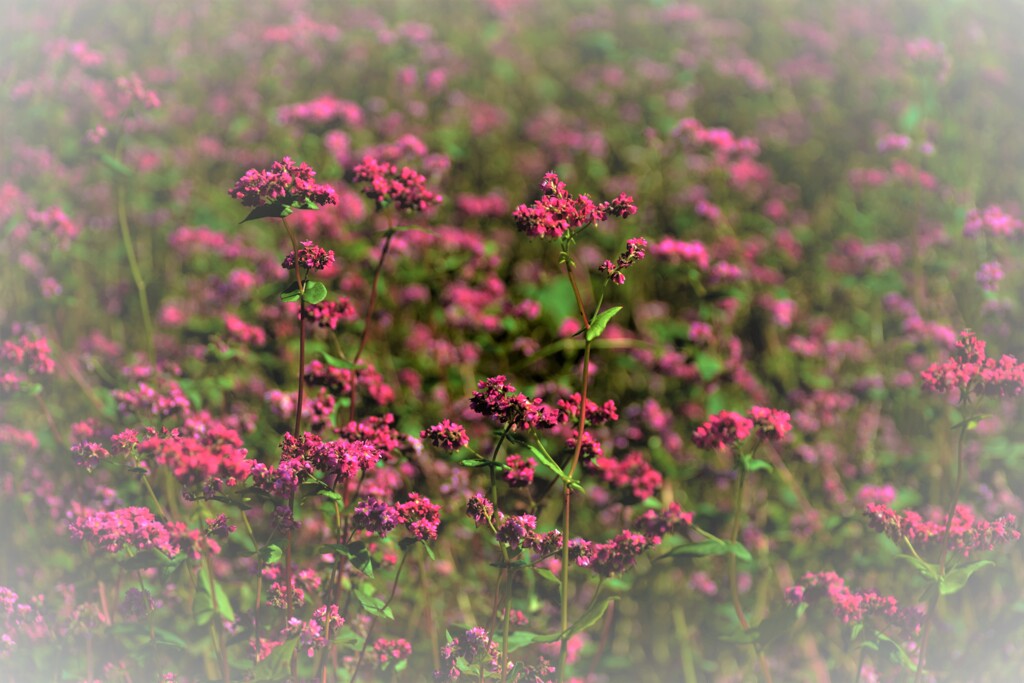 赤そばの花　５-２