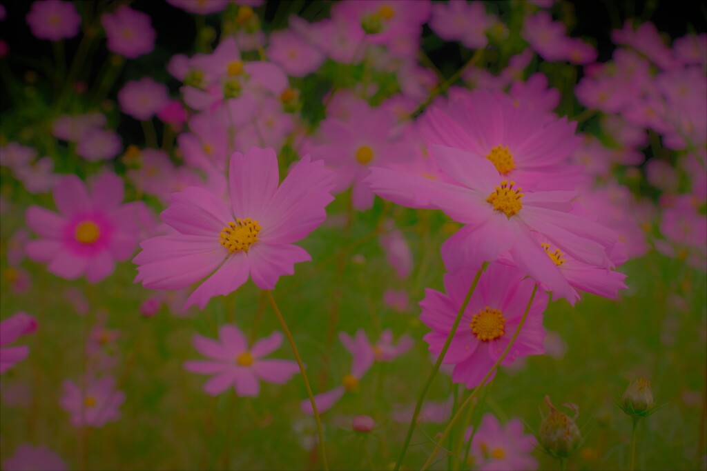 cosmos