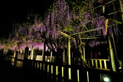 在士八幡神社の紫藤ライトアップ　６