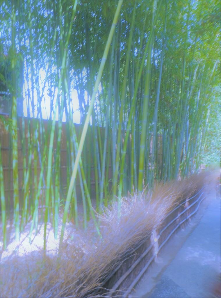 竹林
