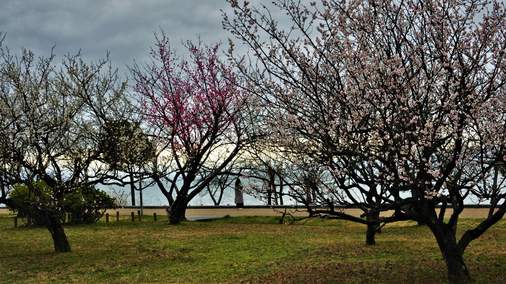 豊公園梅林　５