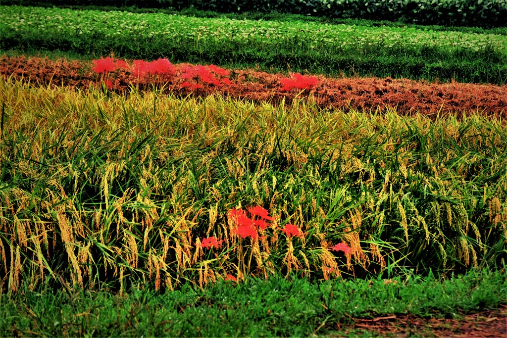 実りの稲穂に曼珠沙華　３