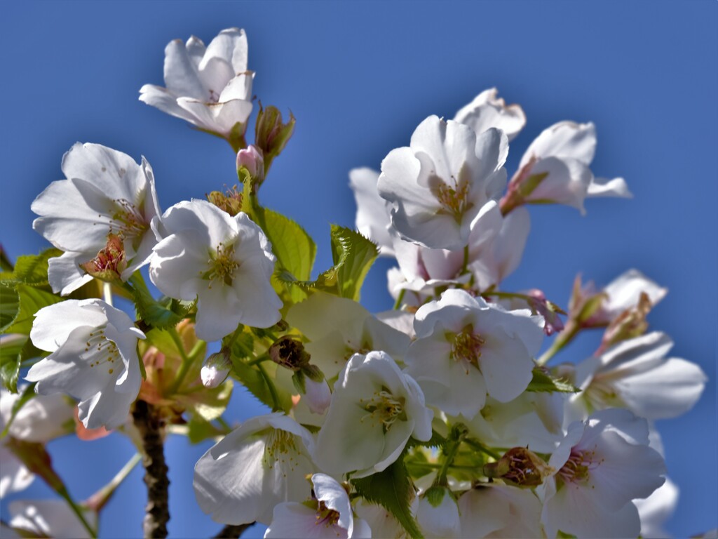 大島桜